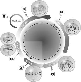 According to the image below,during which phase of the cell cycle is the genetic material evenly partitioned between daughter cells?   A) Region 1 B) Region 2 C) Region 5 D) Region 6