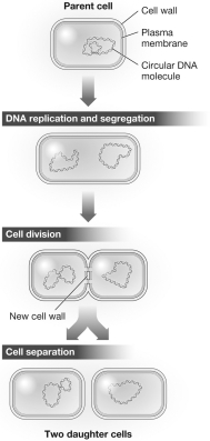 The process shown in the figure could produce   A) two identical skin cells. B) two genetically unique sperm cells. C) two cloned red blood cells. D) two identical prokaryotic cells.