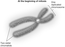 The circle near the center of this structure represents a   A) chromatid. B) centromere. C) centriole. D) homologous chromosome.