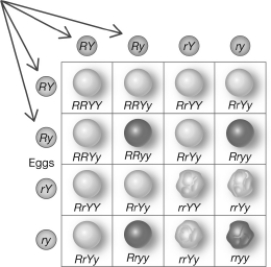 In the Punnett square shown below,the lettered circles on the top and left of the square (indicated by the arrows) represent the   A) offspring that will be produced by the cross. B) genotypes of the parents involved in the cross. C) gametes that may be produced by each parent involved in the cross. D) offspring that could be produced by the cross.