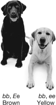 The figure shown indicates two Labrador retrievers that are both homozygous recessive for fur color.Why is one dog brown and the other is yellow?   A) This is an example of pleiotropy. B) This is an example of codominance. C) This is an example of epistasis. D) This is an example of incomplete dominance.
