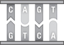 This figure shows a short sequence of DNA.During DNA replication,the piece of DNA depicted in this figure will produce   A) one single-stranded molecule with the sequence CAGT. B) two single-stranded molecules with the sequence GTCA. C) one single-stranded molecule with the sequence CAGT and a separate single-stranded molecule with the sequence GTCA. D) two double-stranded molecules that look just like the figure.