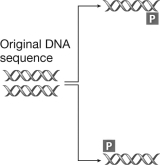 The following figure shows the first cycle in polymerase chain reaction (PCR) .What is the role of the structure marked  P  in this figure?   A) The  P  represents the heat-tolerant DNA polymerase used in PCR to copy the gene of interest. B) The  P  represents a sequence of DNA complementary to parts of the gene being amplified that allows DNA polymerase to attach to the gene. C) The  P  indicates where on the DNA that DNA polymerase should terminate replication. D) The  P  indicates the location of the promoter for the gene being amplified.