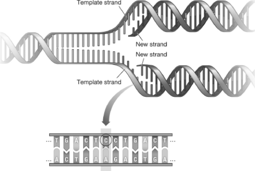 The following figure illustrates DNA undergoing replication.The region indicated by the arrow in this image represents a   A) single base pair. B) mismatch error. C) mutation. D) transformation.