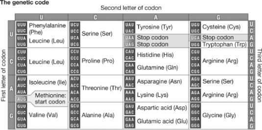 Which of the following codons codes for Proline?   A) UCC B) CCU C) UUU D) CUU