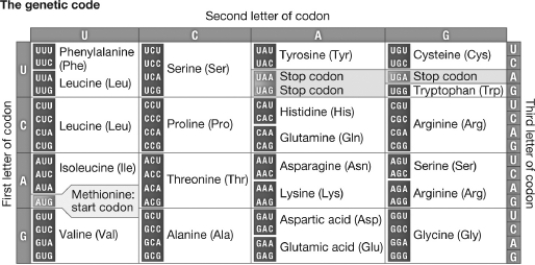 Which of the following codons codes for the same amino acid as the codon AGU?   A) AGA B) CGU C) UCA D) GCU
