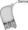 What is the sequence of the codon that the transfer RNA shown in the following figure would bind to during translation?   A) AGG B) UCC C) TCC D) Serine