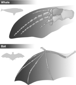 The following diagram shows the bone structure of a whale flipper and a bat wing.Which of the following suggests that these two structures are homologous rather than analogous?   A) Both the flipper and the wing contain five fingerlike bone projections. B) The flipper is formed from the entire front appendage of the whale,but the wing is only formed from the hand part of the front appendage of the bat. C) The bones that form the five fingerlike projections in the flipper have much thicker bones than the bones that form these projections in the bat. D) The flipper of the whale contains more bones than the wing of the bat.