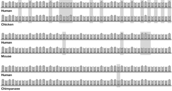 The following image shows genetic comparisons of human,chicken,mouse,and chimpanzee.The shaded regions show nucleotide differences.Which of the following statements is supported by this data?   A) Humans are more closely related to mice than to chickens. B) Humans are more closely related to mice than to chimpanzees. C) Chickens are more closely related to mice than to chimpanzees. D) Chickens are more closely related to chimpanzees than to mice.