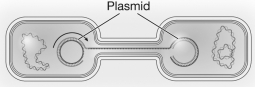 The following image is an example of   A) gene flow. B) genetic drift. C) natural selection. D) mutation.