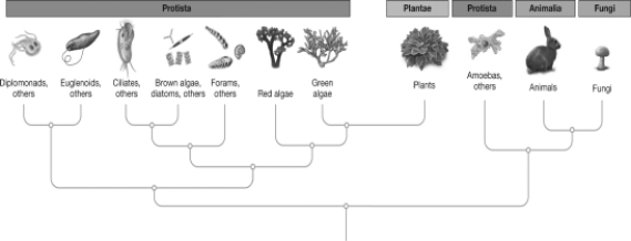 According to the tree below,which of the following combinations of organisms are most closely related?   A) amoebas and plants B) animals and fungi C) plants and fungi D) fungi and amoebas