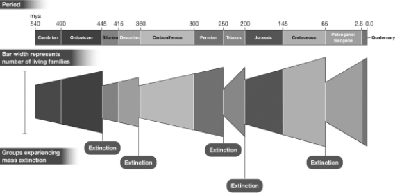 The figure below shows the number of living taxonomic families that existed on Earth during the last 540 million years.The sudden decreases in family numbers at 445,360,250,200,and 65 million years ago represent Earth's five mass extinction events.Based on this data,which mass extinction had the biggest impact on the overall diversity of life on Earth?   A) 200 million years ago B) 250 million years ago C) 360 million years ago D) 445 million years ago