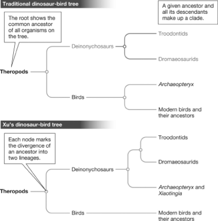 Early birds had small,thick skulls and two toes on each foot.Archaeopteryx had a long,almost pointy skull,and three toes on each foot.Early birds and Archaeopteryx shared the traits of feathers,clawed hands,and a long,bony tail.Examine the two trees presented in the figure below.Assuming that Xiaotingia shared traits with Archaeopteryx that neither of them shared with birds and looking only at the traits presented here,which of the trees shows the most likely relationship between these three animals? Support your answer by indicating which tree branch is initiated by which characteristic.   