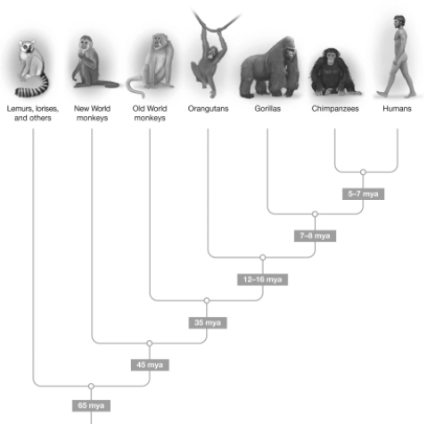 According to this evolutionary tree,when did hominins branch away from the other apes?   A) 35 mya B) 12-16 mya C) 7-8 mya D) 5-7 mya