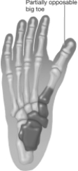 What does the positioning of the toe indicated by the arrow in this figure suggest about the owner of this fossil hominid foot?   A) This hominid most likely always traveled on four feet. B) This hominid most likely spent all of its time swinging in the trees. C) This hominid traveled mostly on four feet but also spent a great deal of time swinging in the trees. D) This hominid probably walked upright on two feet and may have spent time in trees.