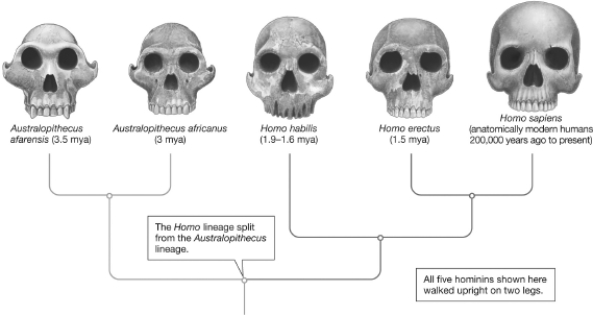 Examine the skulls shown in this figure.What can be said regarding trends in braincase size and teeth over time?   A) More recent hominin fossils have larger braincases and generally smaller,more humanlike teeth. B) Older hominin fossils have larger braincases and generally smaller,more humanlike teeth. C) More recent hominin fossils have smaller braincases and generally larger,more apelike teeth. D) There is no apparent change in braincase size or size and structure of the teeth in hominins.