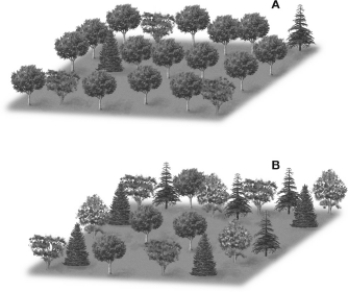 In comparing the two communities shown,   A) community A has a higher relative species abundance. B) community B has a higher relative species abundance. C) community A has more primary producers than community B. D) community B has more primary producers than community A.