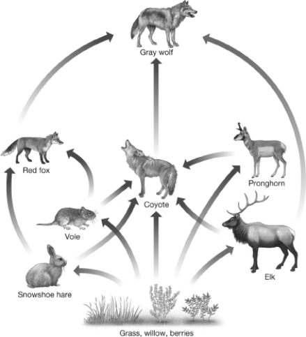 After studying the food web shown,select a reasonable outcome following the complete disappearance of wolves.   A) Coyotes may decline because they eat wolves. B) Coyotes may increase because one of their primary predators is gone. C) Grass,willow,and berries will increase as more elk become available. D) Voles may decline as coyotes become less abundant.