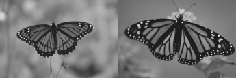 The photograph shown depicts two brightly colored butterfly species,the monarch on the right and its mimic,the viceroy,on the left.The mimicry by the viceroy allows it to   A) exploit food resources otherwise available only to monarchs. B) find mates among available monarchs. C) avoid predation because the monarch will make the birds vomit. D) find locations for laying eggs that are only available to monarchs.