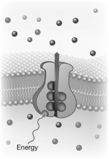 This figure depicts a transport protein in a plasma membrane. The dark blue molecules represent a protein that is being transported out of the cell. Is the transport of the protein active or passive? Support your answer by describing evidence visible in the figure and stating its significance regarding your answer.   