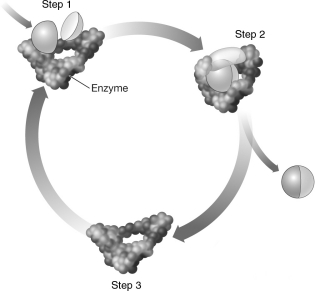 The image below diagrams the action of an enzyme. Notice that the enzyme is depicted as being more tightly wrapped around the substrates in step 2 than it is in step 1. Why is this?   A) When a substrate locks into the active site of an enzyme, the enzyme changes shape to mold itself around the substrates. B) Generally, the size of a substrate is larger than the size of the active site into which it must fit. When the substrate enters the active site, the active site must stretch to fit. C) Before catalysis can occur, a substrate must change its shape so that it fits into the active site of the enzyme more precisely. D) Most active sites are only designed to hold one substrate. In this image, two substrates enter the active site, creating a tighter fit.