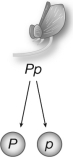 The figure shown illustrates   A) the law of independent assortment. B) the law of segregation. C) a dihybrid cross. D) a monohybrid cross.