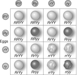 The 9:3:3:1 ratio of phenotypes that occurs in the F2 generation of the cross shown can be explained using   A) blending inheritance. B) Mendel's law of segregation only. C) Mendel's law of independent assortment only. D) both of Mendel's laws of genetic inheritance.