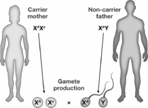 Which of the following is true of the genetic cross shown in the figure?   A) All of their daughters will be carriers. B) Their sons have a 50 percent chance of being carriers. C) Their sons have a 50 percent chance of having the disorder. D) Their daughters have a 50 percent chance of having the disorder.