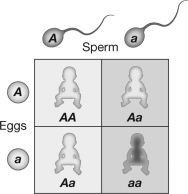 <strong>The parents in the figure shown are carriers of a genetic disorder. Based on the Punnett square, the allele that causes the disorder must be </strong> A)autosomal. B)sex-linked. C)dominant. D)incompletely dominant.