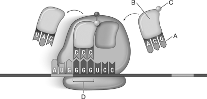 Which of the lettered arrows in the following diagram of translation indicates a codon?   A) A B) B C) C D) D