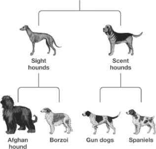 Examine the following figure. According to this figure, which two breeds have the LEAST similar DNA?   A) Gun dog and Borzoi B) Gun dog and Spaniels C) Gun dogs and Scent hounds D) Sight hounds and Scent hounds