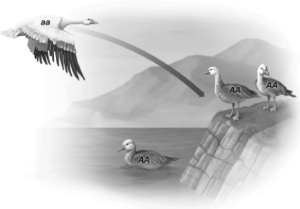 In the following figure, the flying bird moves permanently into the population shown on land. As a result, the allele frequency of A in the population changes from   A) 1 to 0.75. B) 0 to 0.25. C) 0 to 0.75. D) 1 to 0.25.
