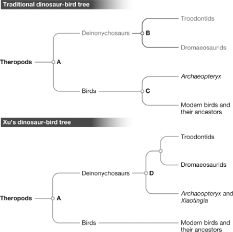 In the evolutionary tree below, which of the nodes corresponds to the most recent common ancestor of Troodontids, Dromaeosaurids, and Archaeopteryx?   A) A B) B C) C D) D