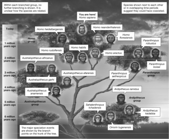 Using this hominin evolutionary tree, indicate roughly when DNA from Neanderthals would have been introduced to the human genome if that Neanderthal DNA was a remnant from a common hominin ancestor. Support your answer by indicating which hominin would be the most likely candidate as the ancestor.   