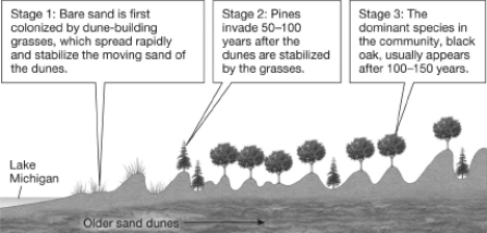 The figure shown illustrates how, although pines first established themselves as the dominant tree in the Lake Michigan sand dune community, black oaks ultimately become the dominant species. What best explains the gradual reduction of the pine?   A) Oaks trap sand, causing the dune to level out; pines can only survive in the low, protected areas between the dunes. B) Pine needles and the shade from existing pines improve the soil composition and moisture, allowing oaks to become established and preventing new pines from surviving. C) Pines replace the grasses but this destabilizes the dune and increases the amount of moving sand. The loss of pines is not related to the presence of the oaks. D) Actually oak seeds were always present in the sand; they simply require more time to germinate.