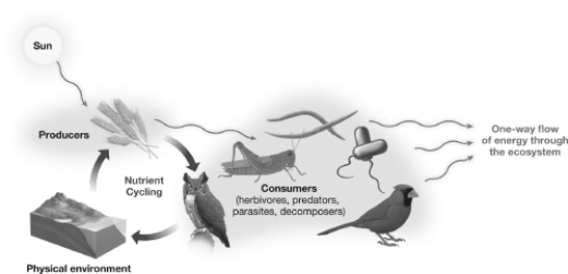 In the diagram below, how do nutrient and energy flow differ?   A) Energy flow is one-way, whereas nutrients are recycled. B) Energy is recycled, whereas nutrient flow is one-way. C) Only about 10 percent of energy flows from trophic level to trophic level. Nutrient flow is 100 percent from trophic level to trophic level. D) Energy flows only to primary producers and decomposers, whereas nutrients flow only to secondary consumers and decomposers.