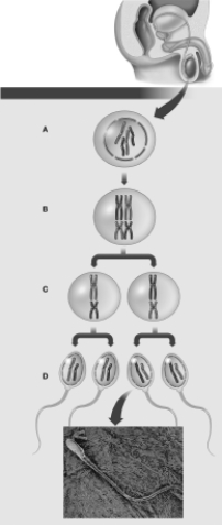 Which letter in Figure 19.7 identifies a primary spermatocyte?   A) A B) B C) C D) D