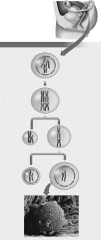 Which cell in Figure 19.7 is a diploid cell and contains duplicated chromosomes?   A) the secondary oocyte B) the egg C) the primary oocyte D) the first polar body