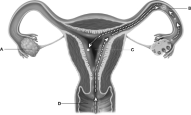 <strong>Which of the locations highlighted in this figure is the site of embryo implantation? </strong> A)A B)B C)C D)D
