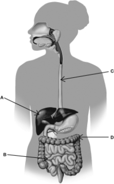 Which letter in this figure identifies the site where most digestion and nutrient absorption takes place?   A) A B) B C) C D) D
