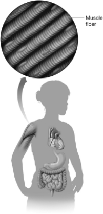 Which of the following statements about the muscle shown in this figure is true?   A) It is under our conscious control. B) It lacks myofibrils. C) It lacks nuclei. D) It is an involuntary muscle.