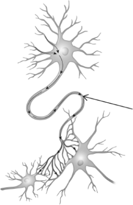 The figure shown indicates a(n)    A) cell body. B) dendrite. C) target cell. D) axon.