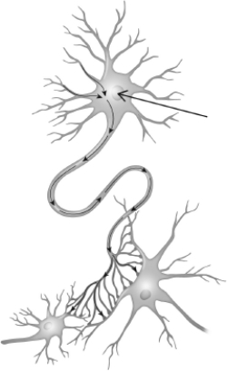 The figure shown indicates the ________ of a neuron.   