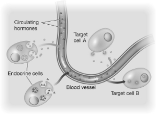 Which of the following statements accurately describes hormonal signaling, as depicted in this figure?   A) Each endocrine cell has the ability to make all of an organism's hormones. B) Hormones act on specific target cells. C) Hormones may diffuse into the circulatory system but they cannot diffuse out of it. D) Target cells signal each other using hormones.
