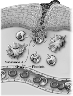 Substance A is likely to be which of the following?   A) lymph B) blood C) lymphocytes D) pus