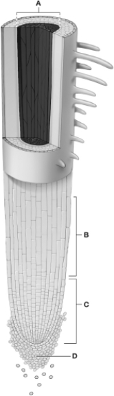 Examine this diagram of a root tip. Which letter in the diagram indicates the zone of cell division?   A) A B) B C) C D) D