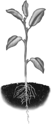 <strong>Examine the plant in this figure. The plant is most likely a dicot, because of the presence of  </strong> A)a taproot. B)veins in the leaves. C)five leaves. D)both root systems and shoot systems. <div style=padding-top: 35px> 