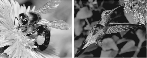 <strong>Flowers, like the ones in this figure, display spectacular colors, shapes, and odors, in combination with food rewards such as nectar, to convince pollinating animals to visit several flowers of the same species and transfer pollen for reproduction. How might a flower be specialized to attract hummingbird pollinators (right) and discourage insect pollinators (left)?  </strong> A)by having brightly colored petals B)by producing sugary nectar C)by hanging downward from the branch tips D)by organizing its petals into a flat landing surface <div style=padding-top: 35px> 
