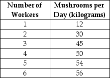 Table 6-1    Table 6-1 shows the technology of production at the Matsuko's Mushroom Farm for the month of May. -Refer to Table 6-1.What is the marginal product of the 4th worker? A)  137 kilograms B)  50 kilograms C)  12.5 kilograms D)  5 kilograms
