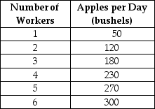 Table 6-2    Table 6-2 summarises production at the Crunchy Apple Orchard for the month of April 2005. -Refer to Table 6-2.What is the average product of labour when the orchard employs 5 workers? A)  270 bushels B)  54 bushels C)  40 bushels D)  8 bushels